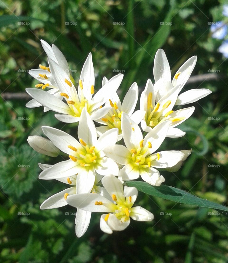 Flower, Nature, Flora, Petal, Blooming