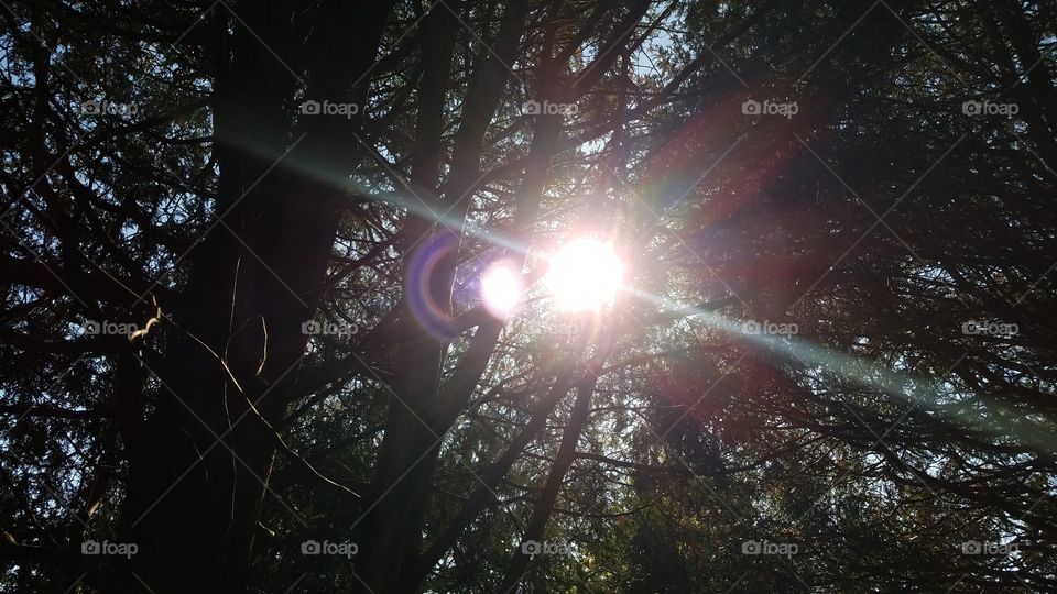 sun shining through trees