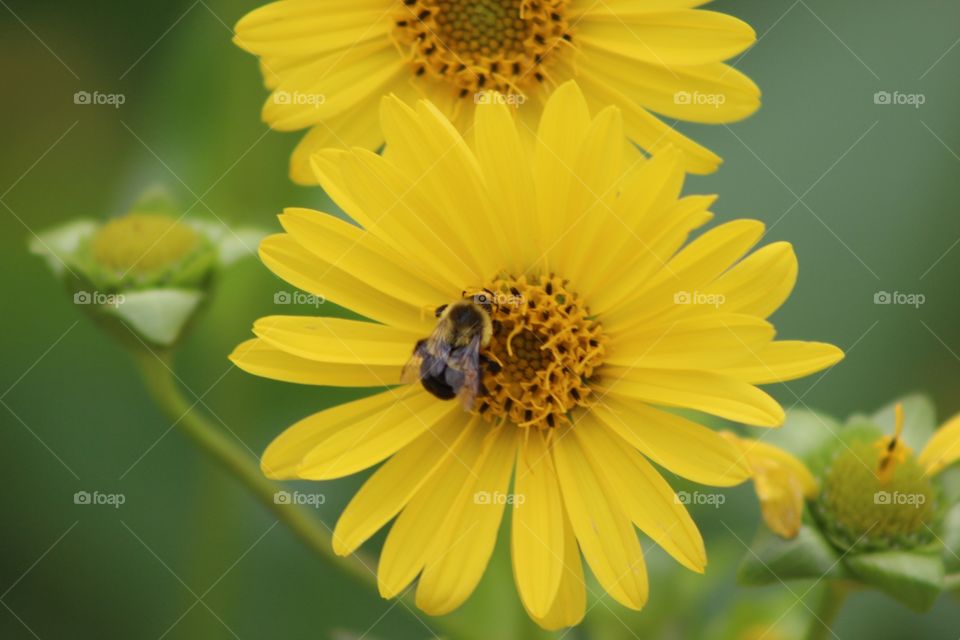 Flower and bee.