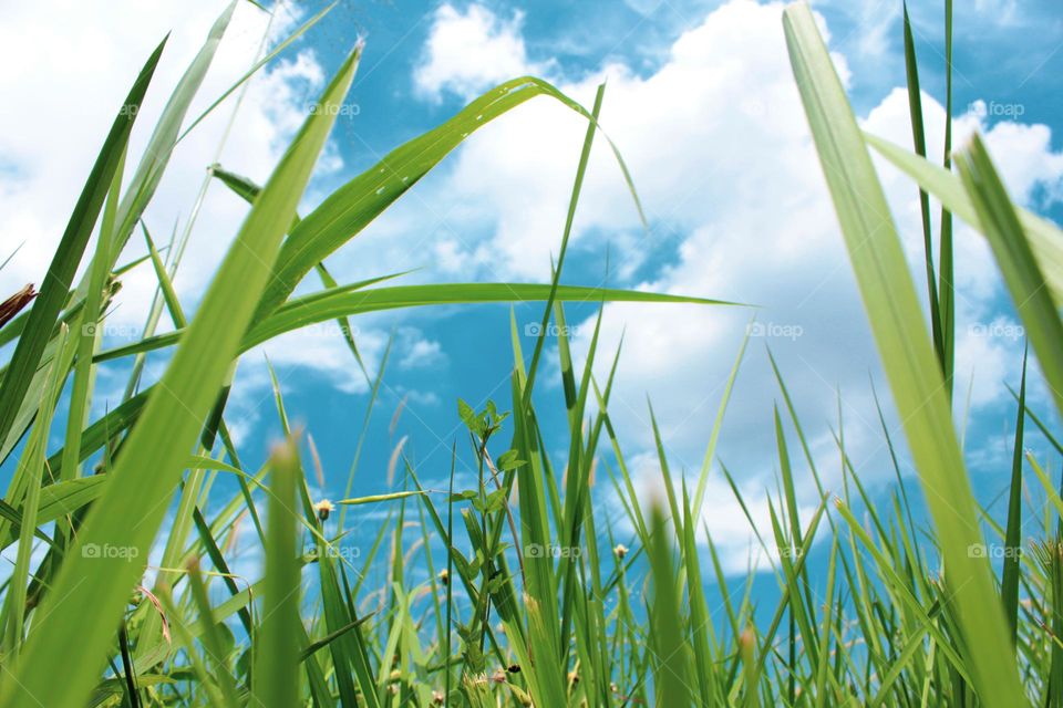 The reed grass with its long green leaves rises, the background is a clear sky during the day.