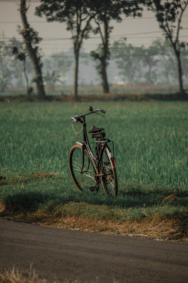 Ontel cycle and Wet rice field in Sukoharjo, Central Java, Indonesia