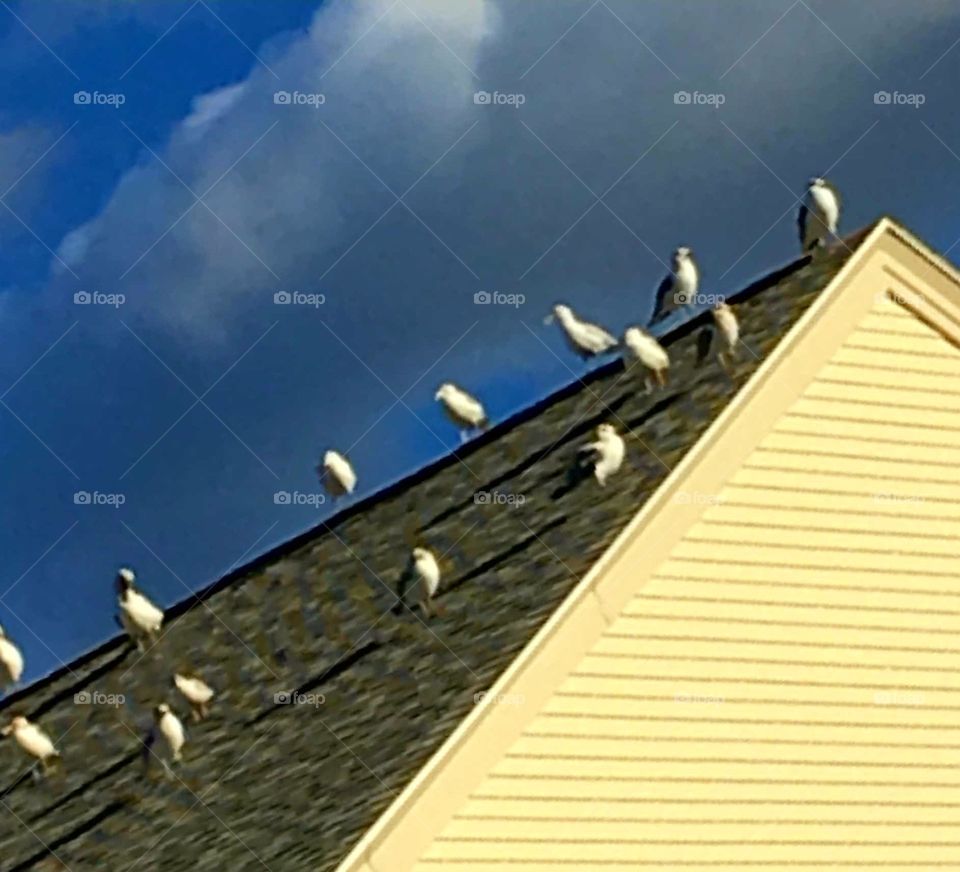 Seagulls gathering together on the  sunny side of a roof from the oncoming snowstorm, for protection. Great contrast against the dark sky.
