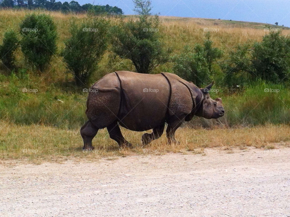 nature wildlife rhino trail by ckistler