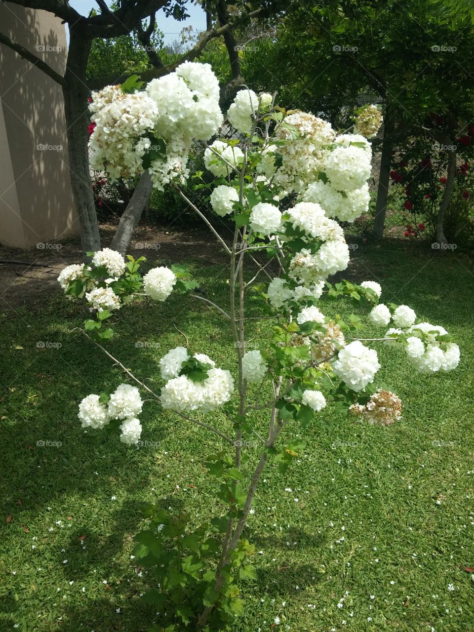 white flowers