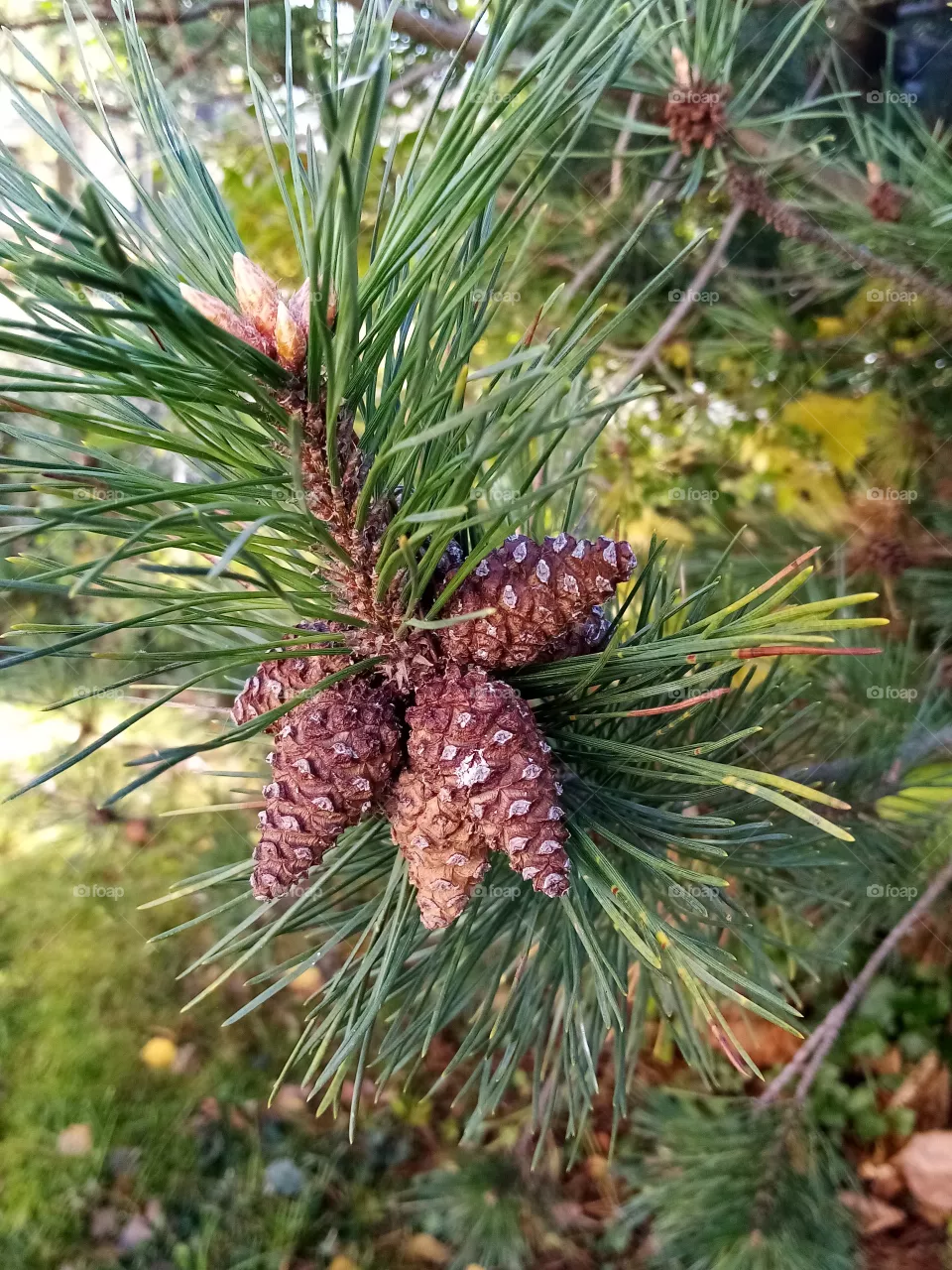 Baum