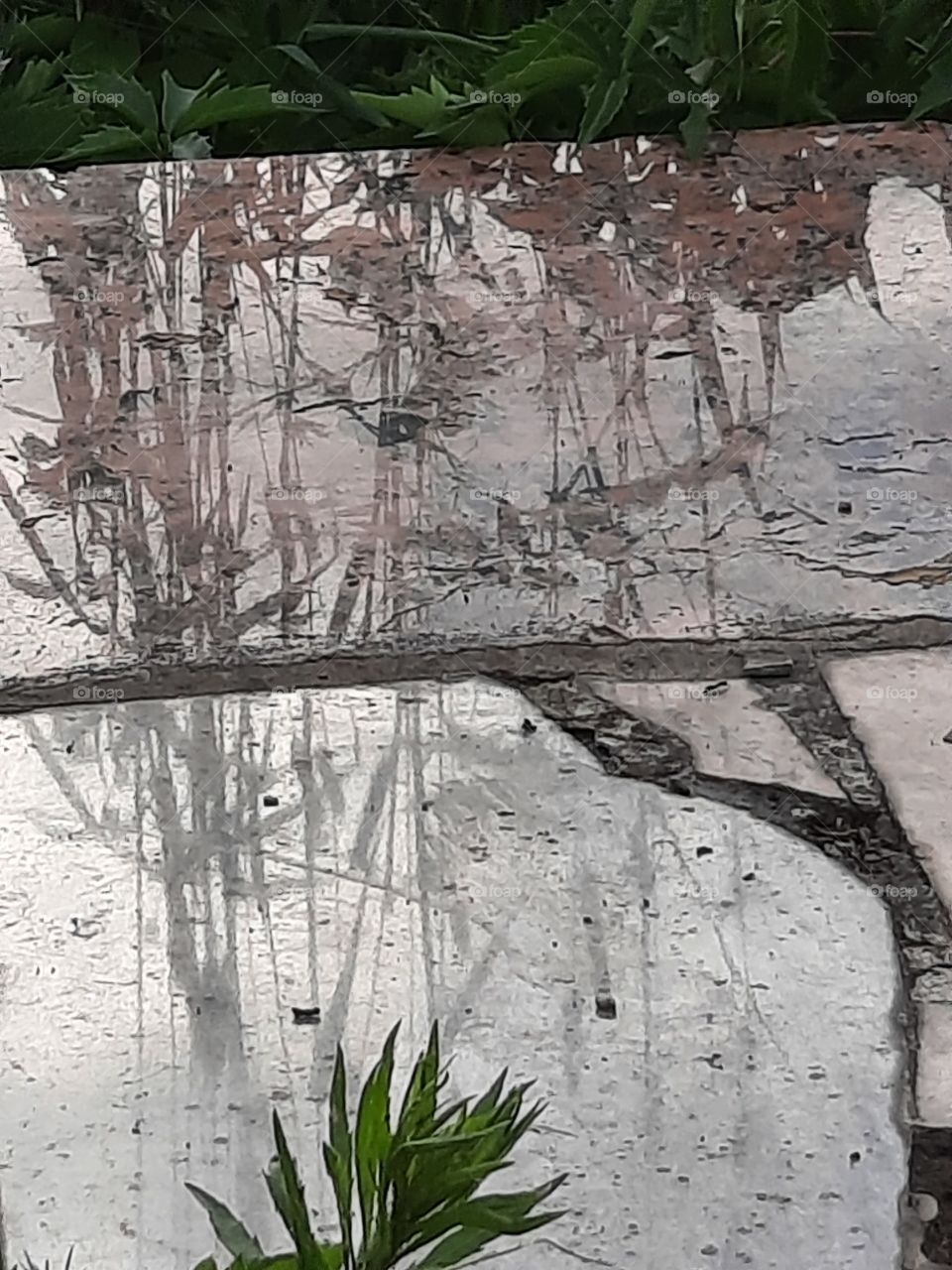 reflection and  shadows of grass in stone terrace