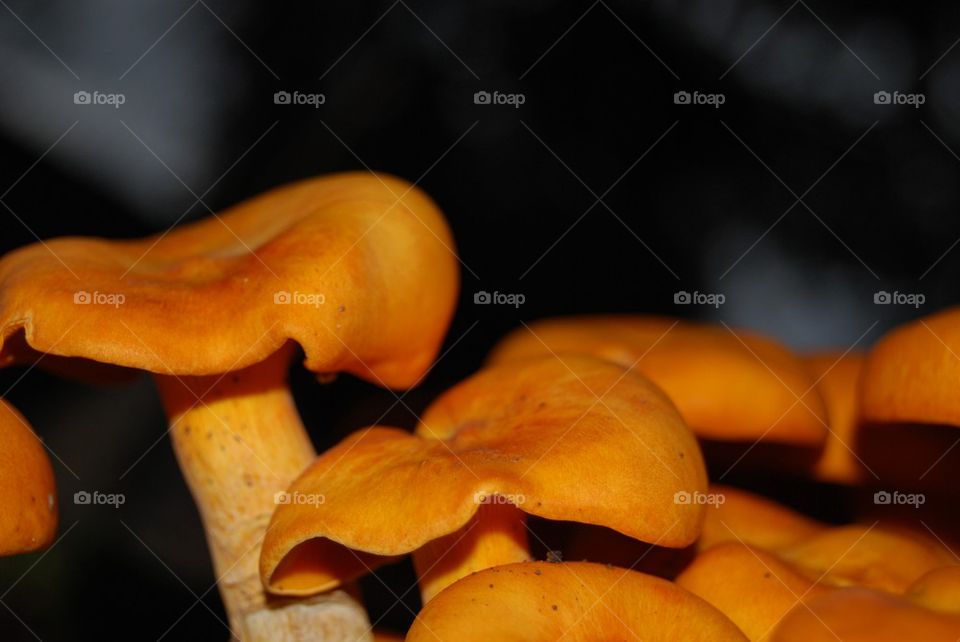 Orange mushrooms close up