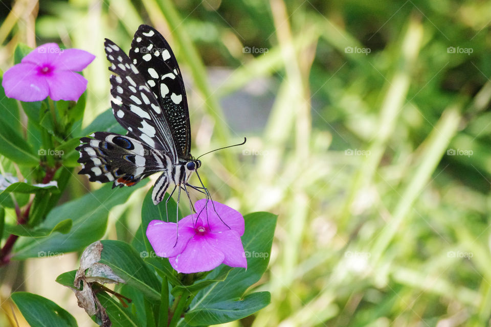 butterfly on a pink flower. butterfly sitting on a pink flower signifying spring and nature