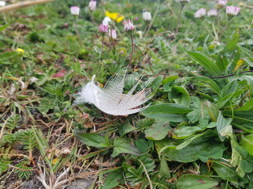 Little feather outside on the grass.