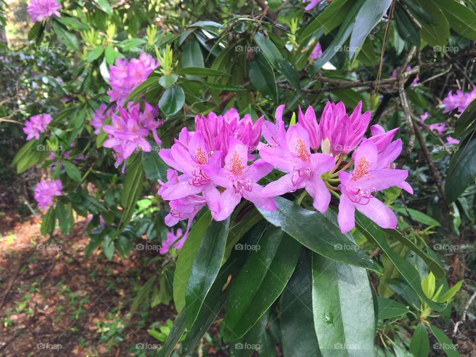Flowers during spring in Antwerp