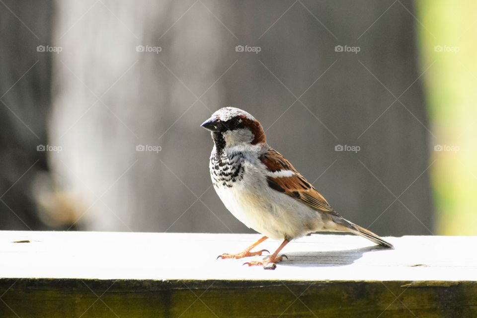 Small male bird House Sparrow  perched on wooden porch on a sunny spring day 