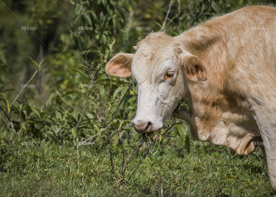 Close up of a grazing cow