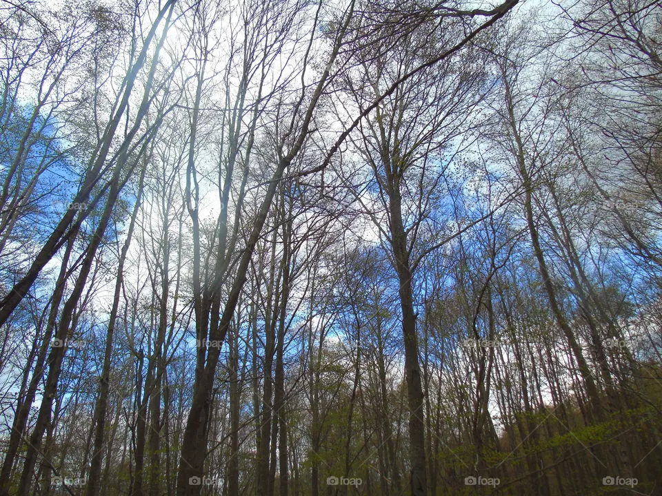 Trees