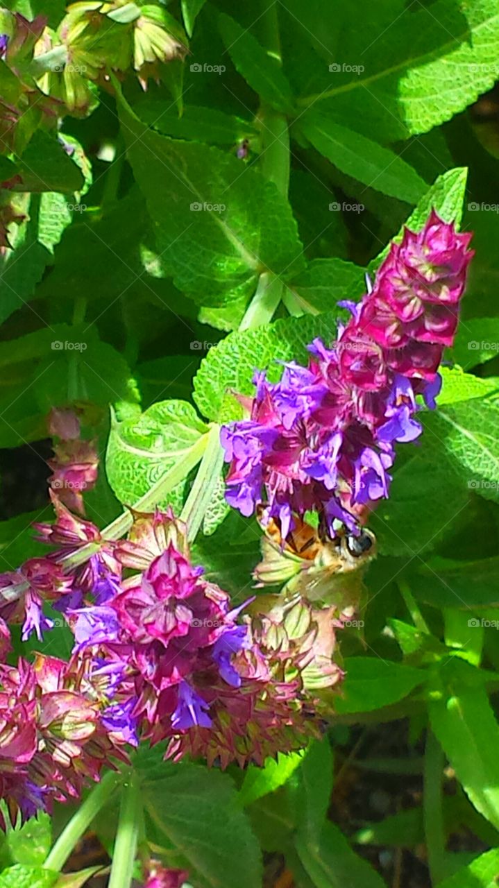 "Garden Flowers & Bee"