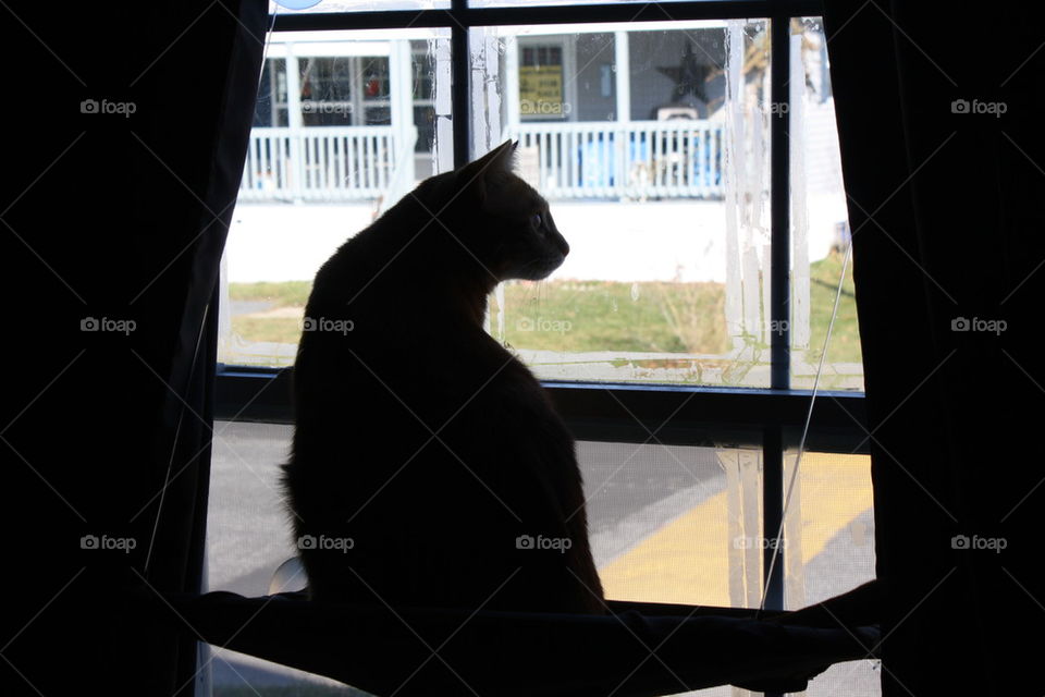 Cat in Window