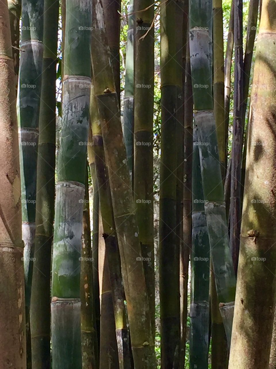 Bamboo