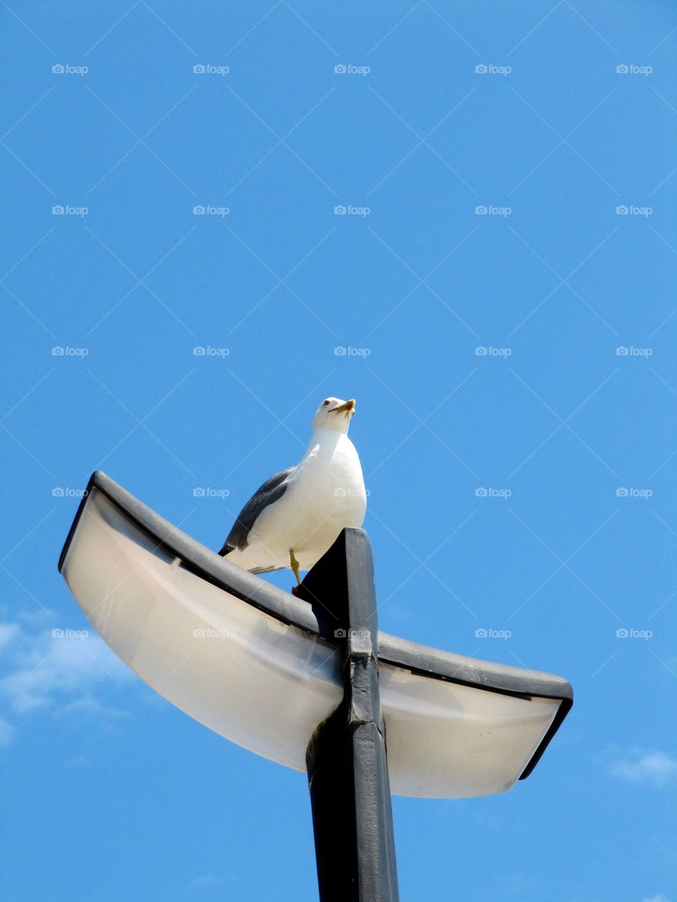 Seagull