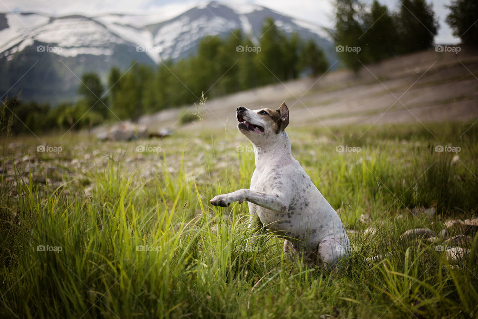 Dog playing in grass