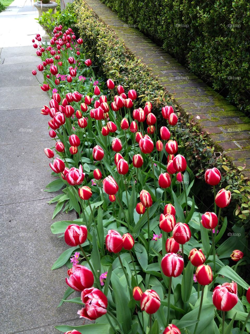 A street of tulips 
