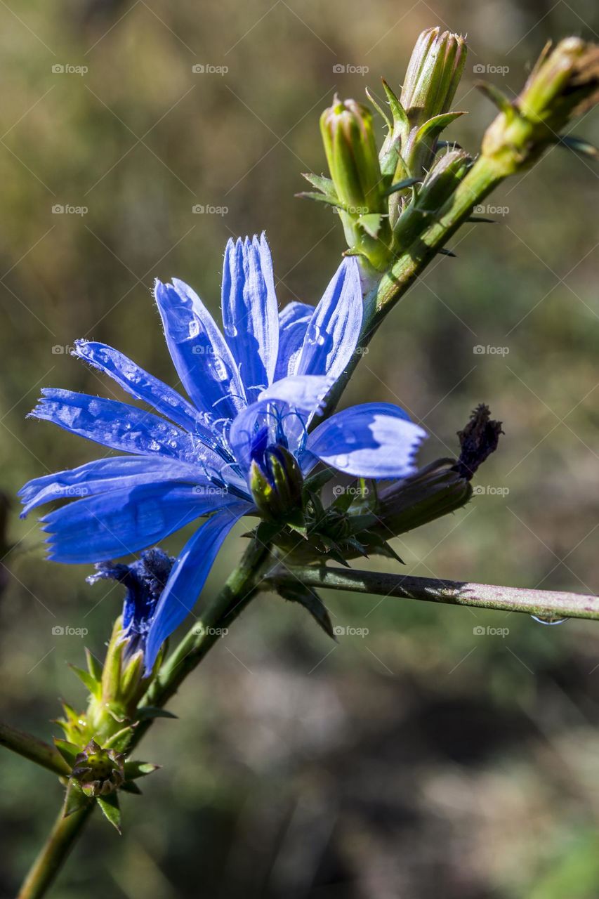 Chicory in raindrops