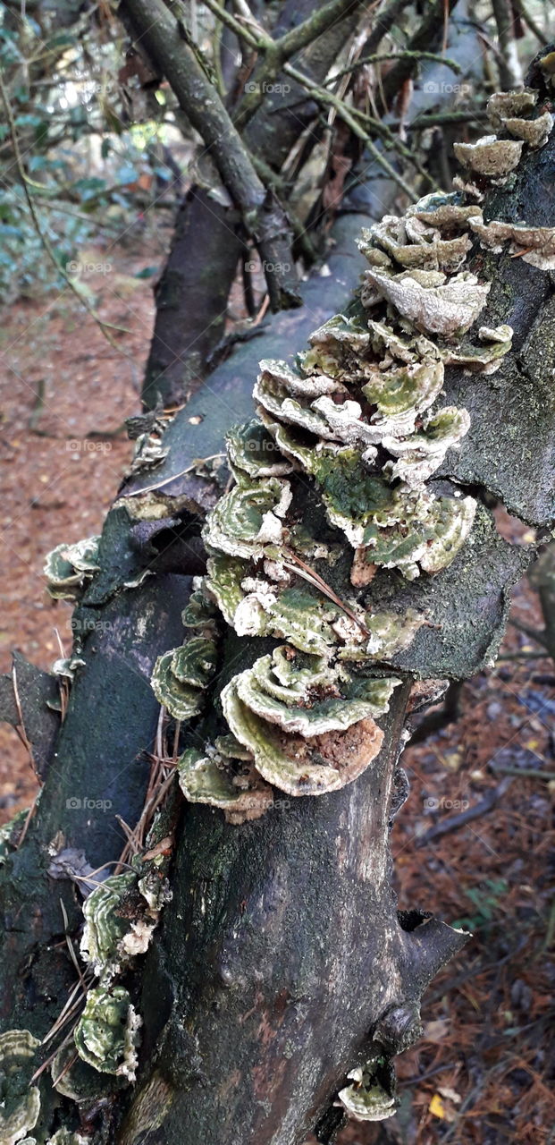 Fungi growing on old wood in Ashdown Forest