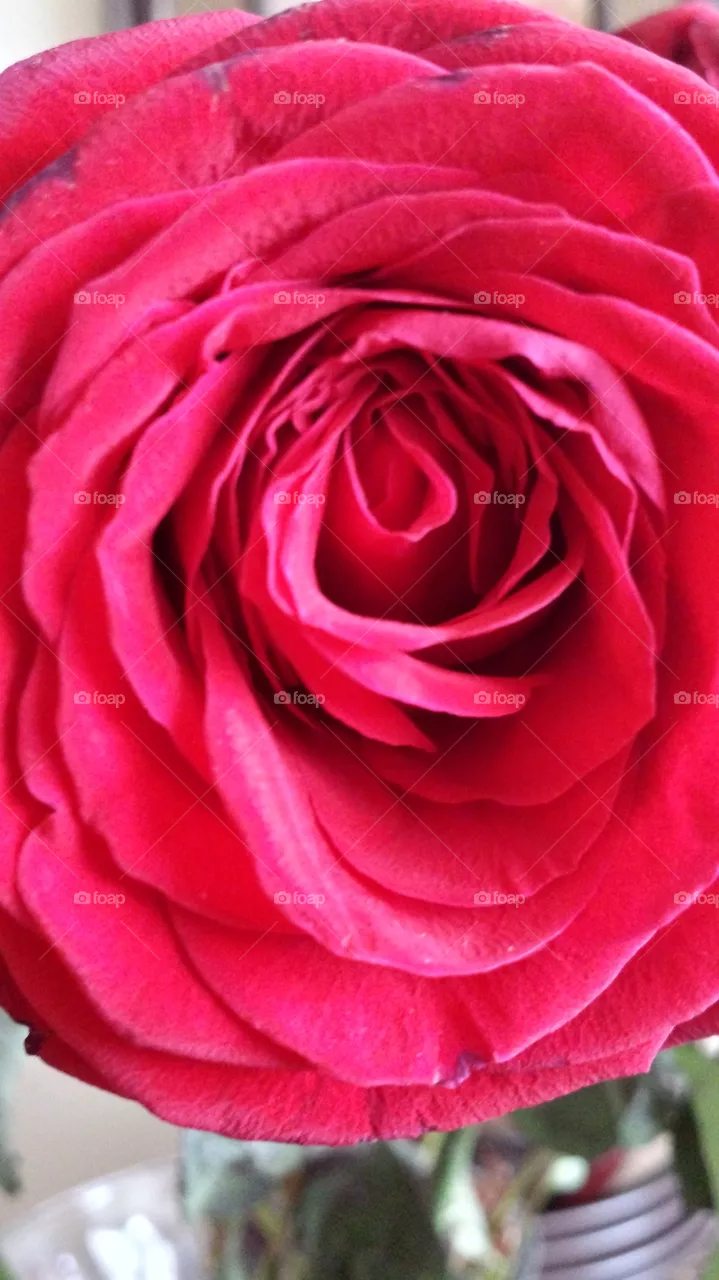 rose