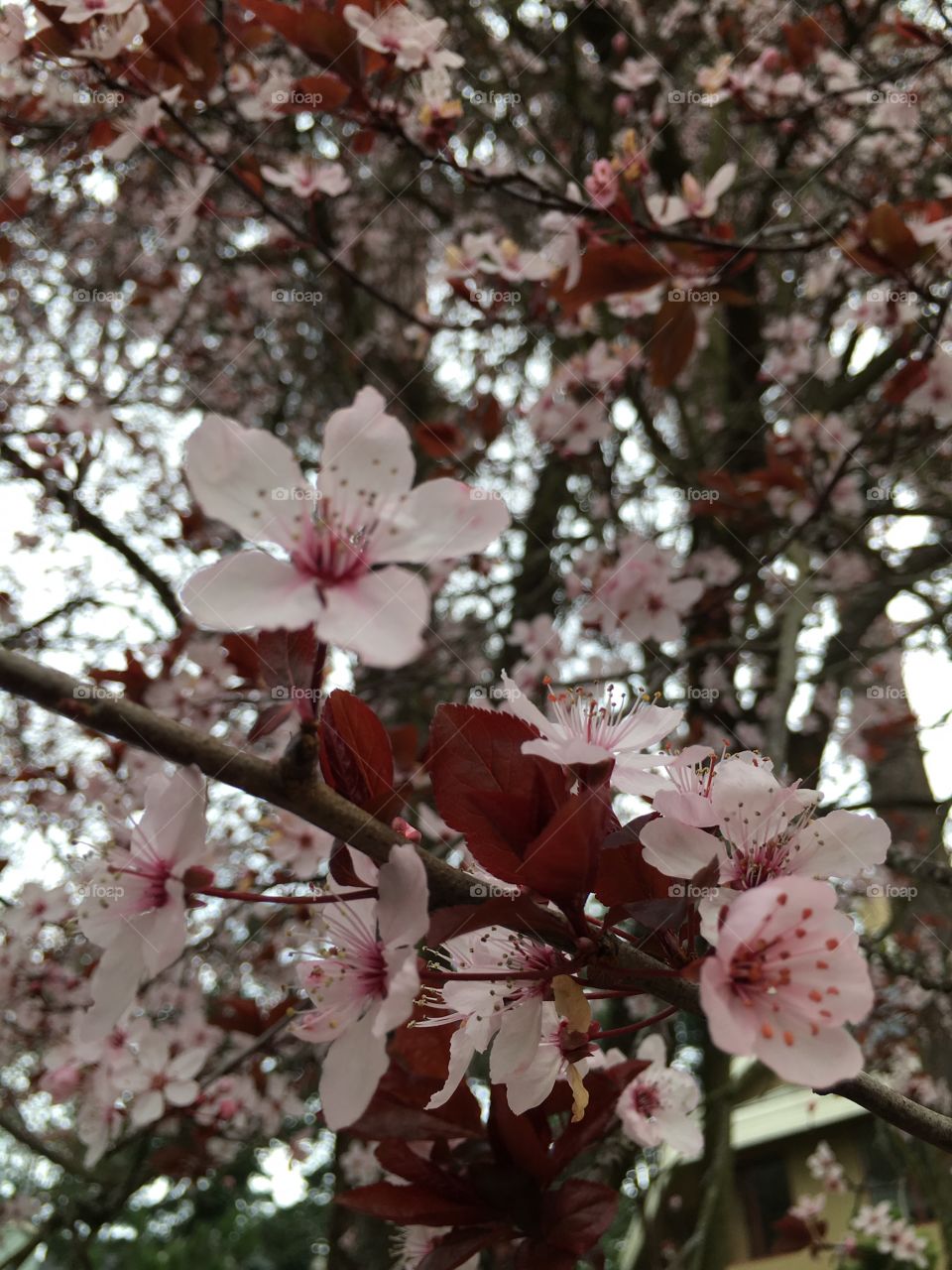 Low angle view of flowers blooming