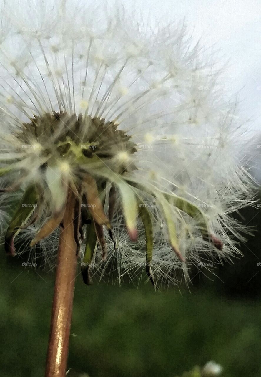 dandelion Seeds