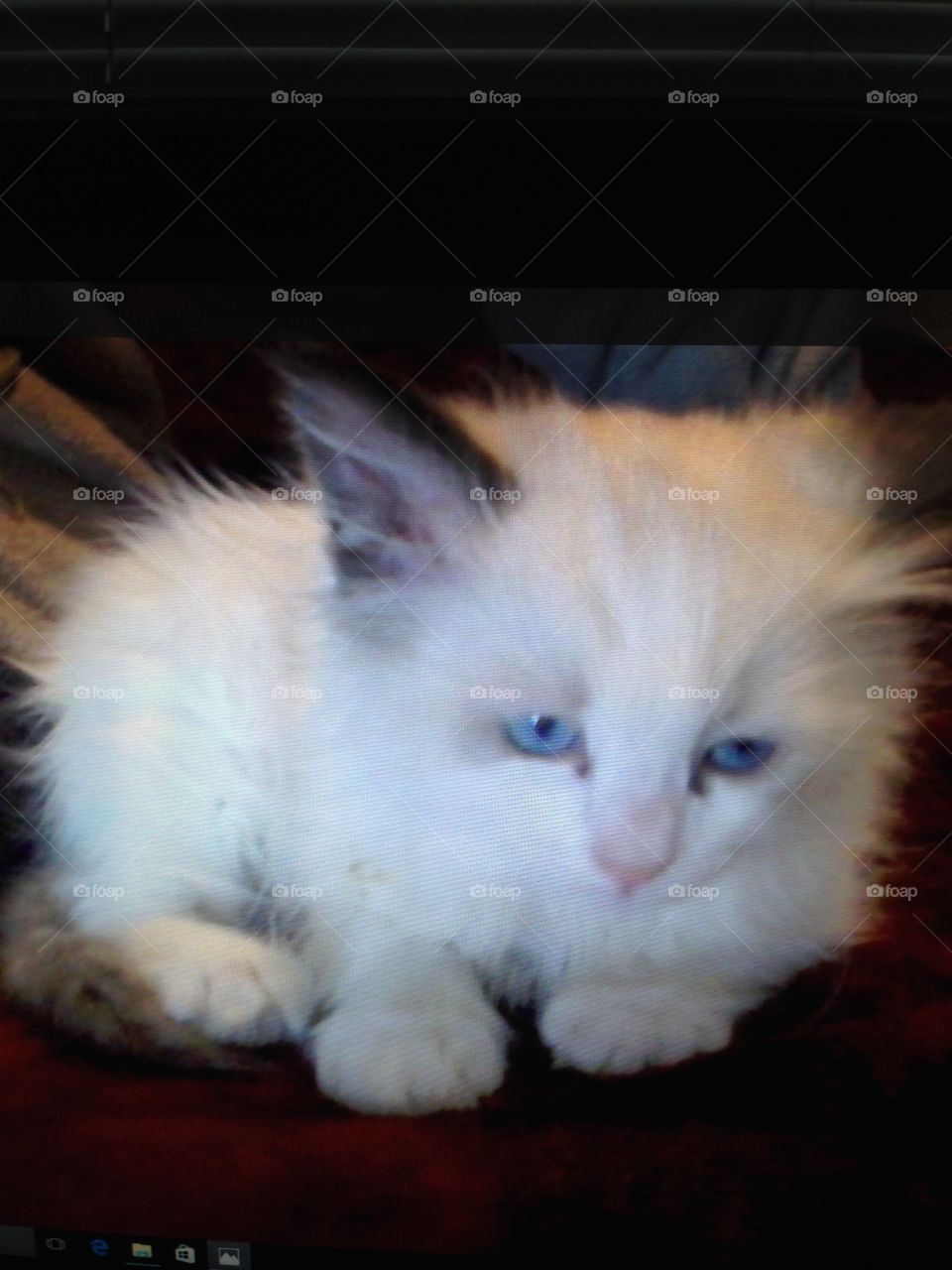 Kitten, Ragdoll, Blue Eyes, Pet