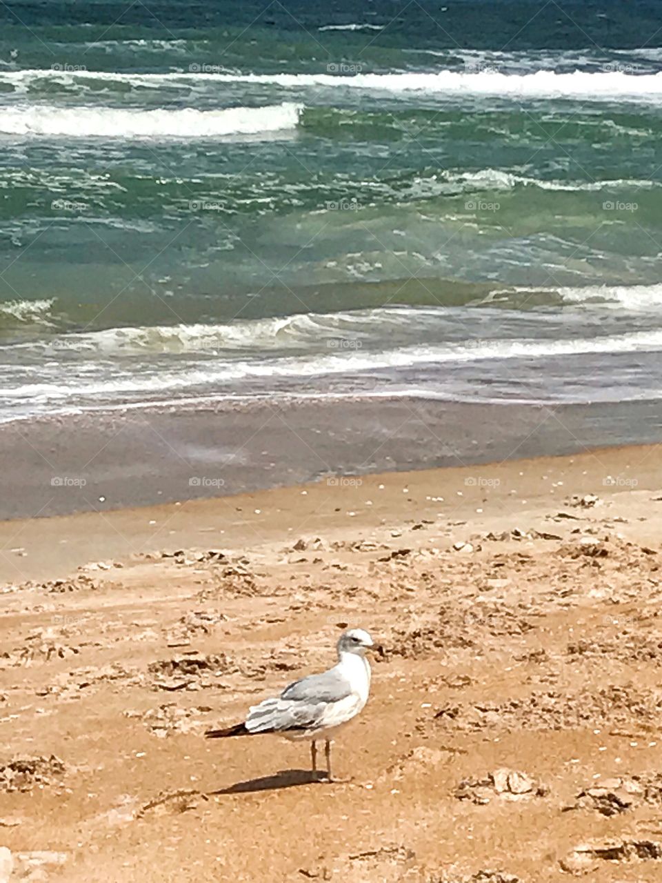 Sun ... Sea ... Seagull ... Sand