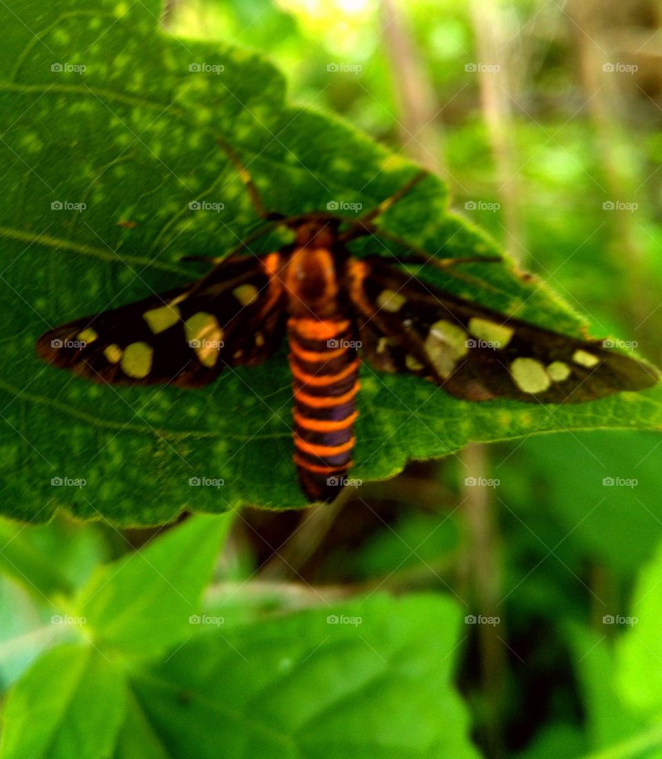 Butterfly, Insect, Nature, Summer, Leaf