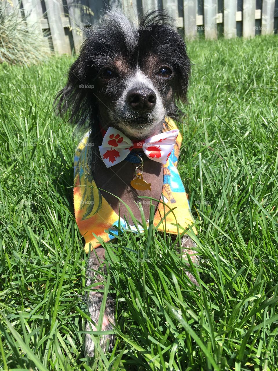 My rescue dog Gremlin. He is a Chinese Crested true hairless. He is wearing a Canada Day bow tie. He is black and white. Only has hair on his head, feet and tail.