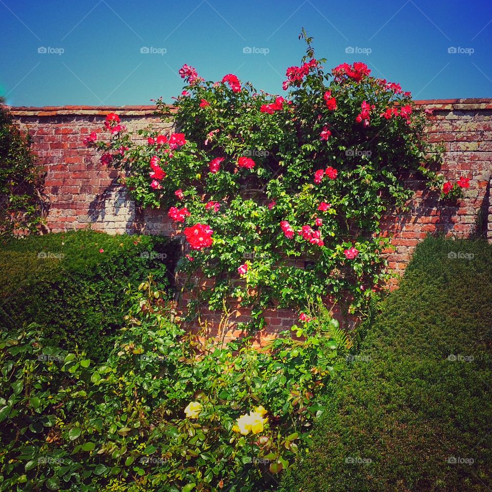 Garden. Old walled garden