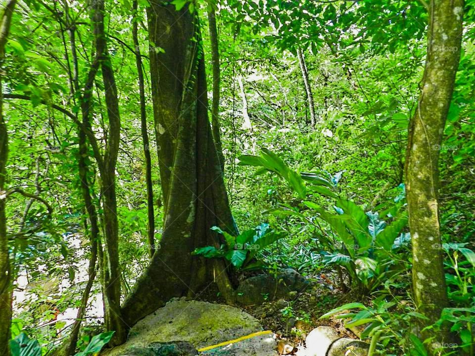 Costa Rica Jungles