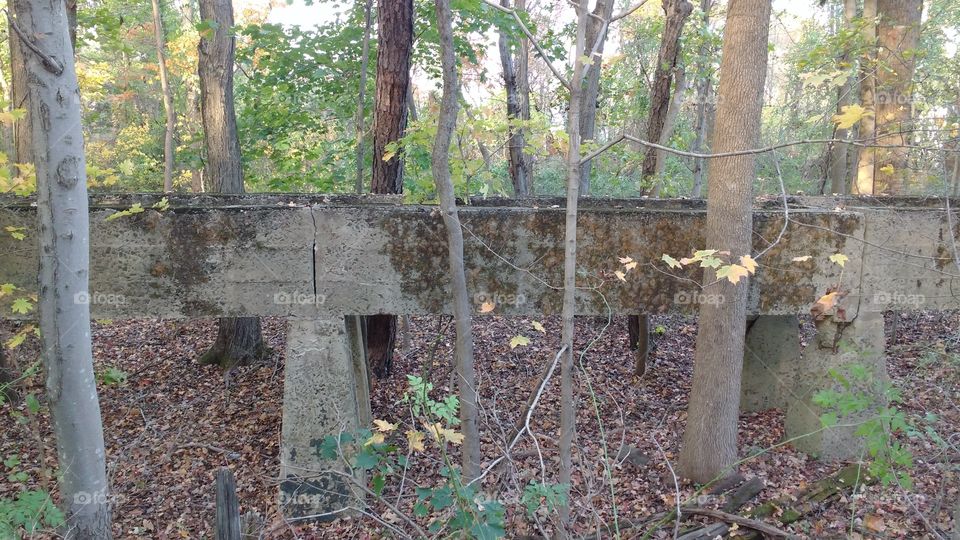 Structure in the Woods