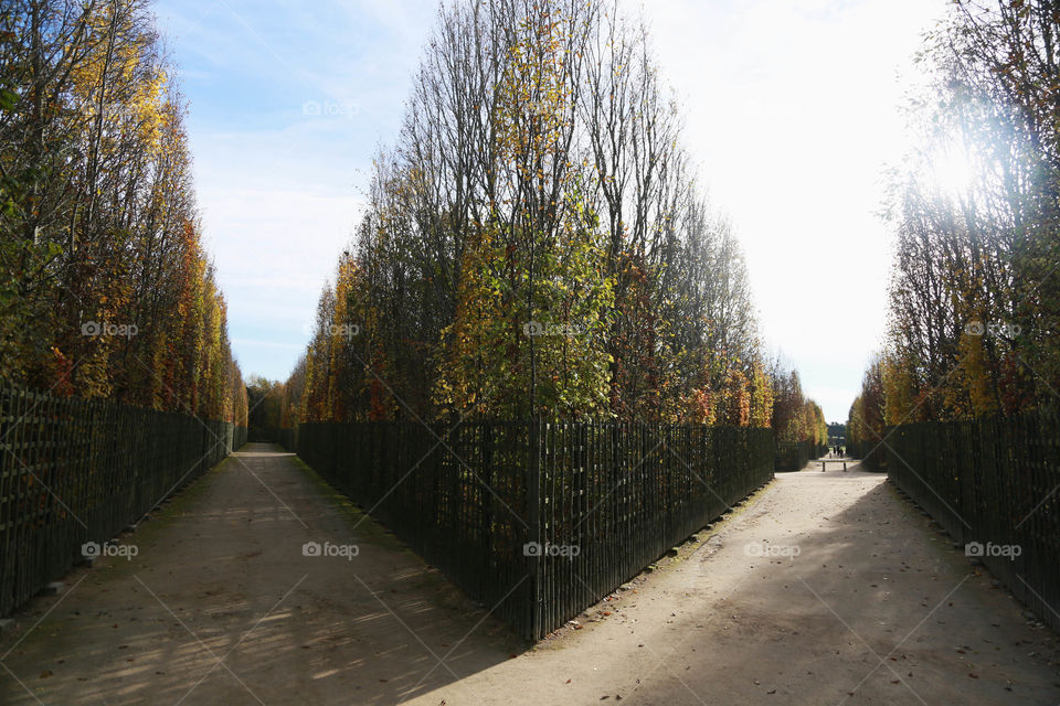 Getting lost in the gigantic Versailles garden.