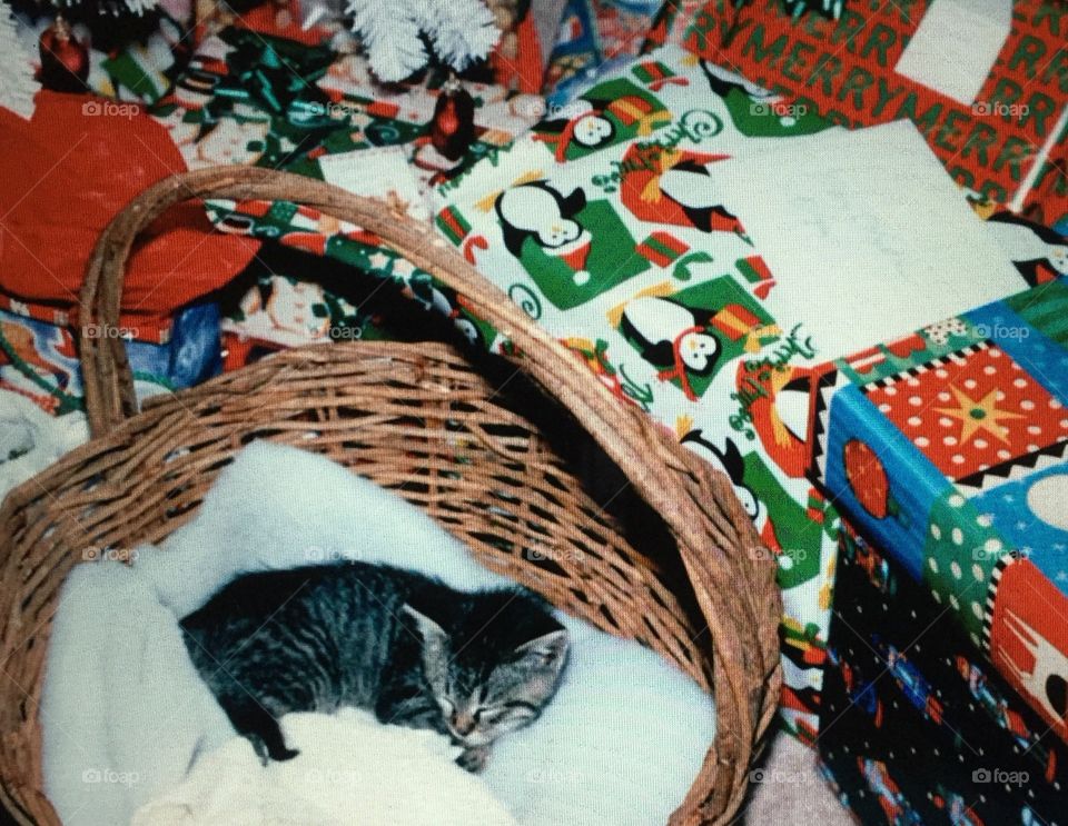 Kitten under the Christmas tree