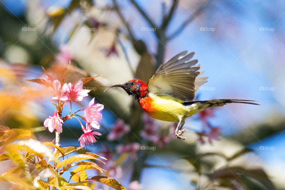 MRS Gould’s Sunbird (Male)