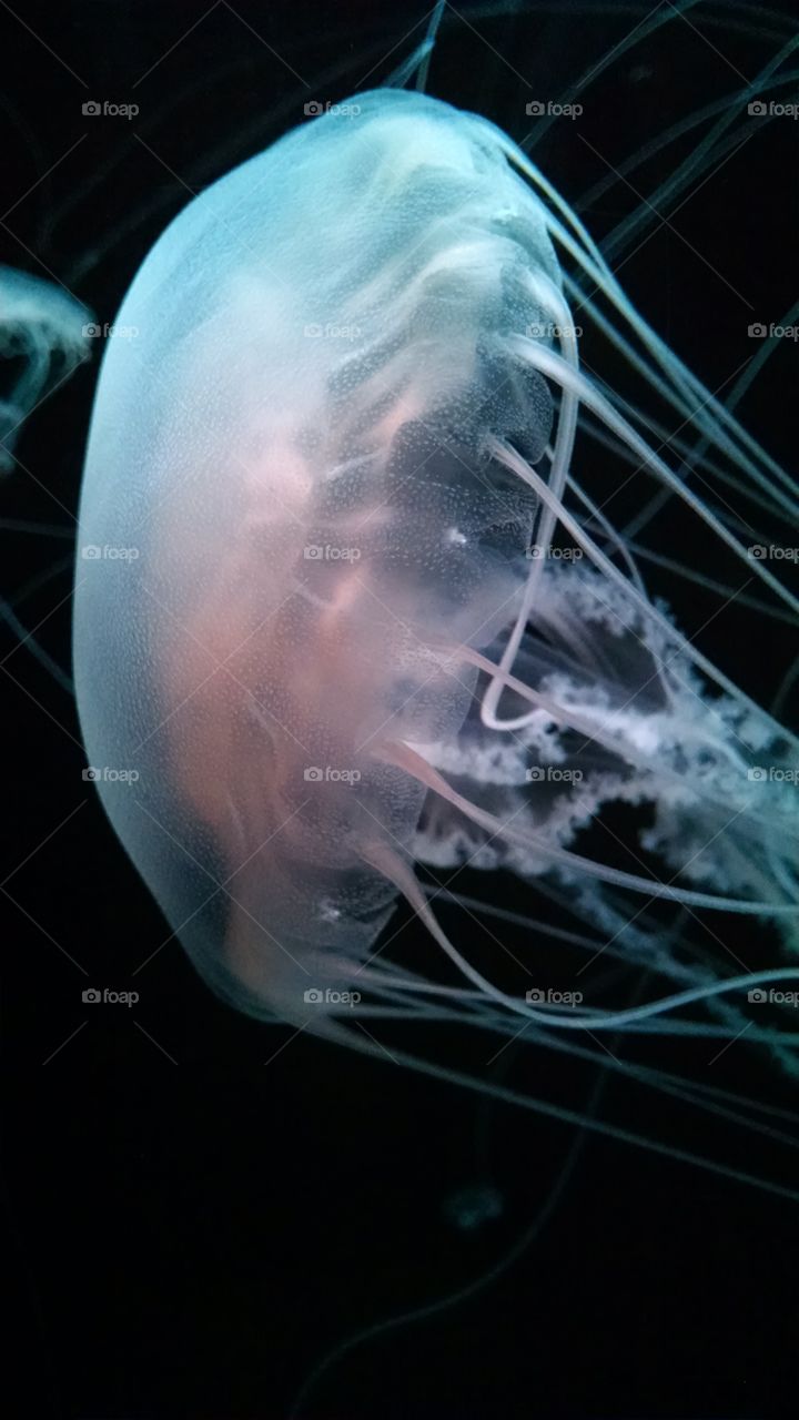 Single Jellyfish Up Close