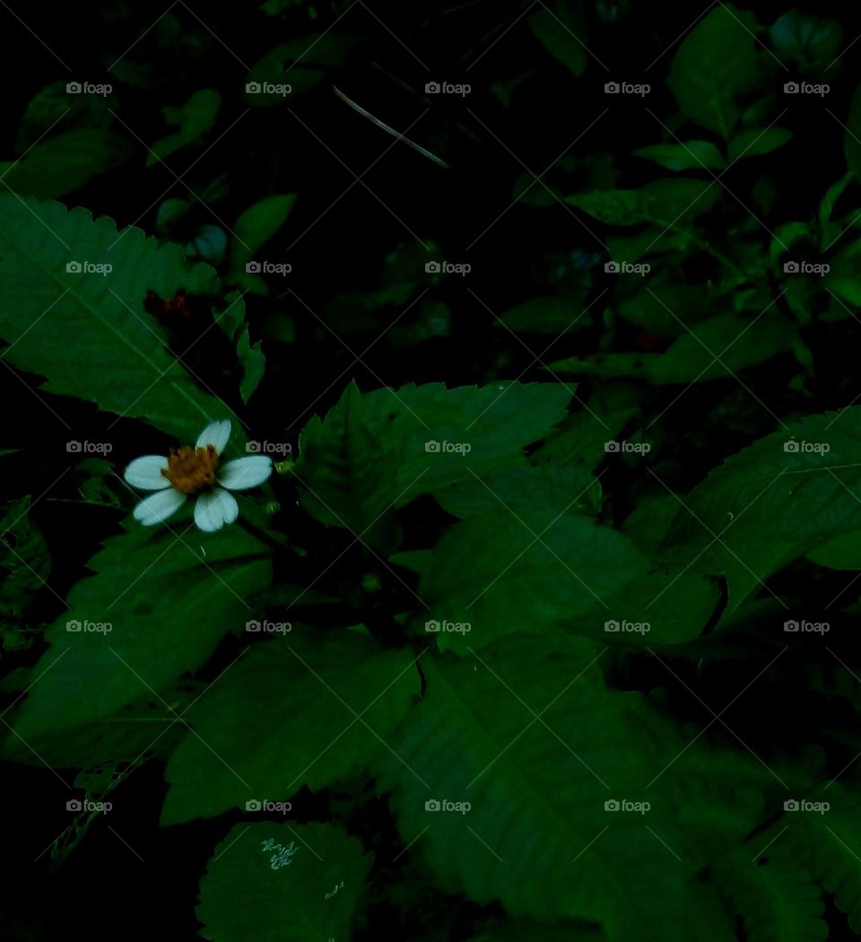 naturelove, beautiful, drak, background, white, flowers