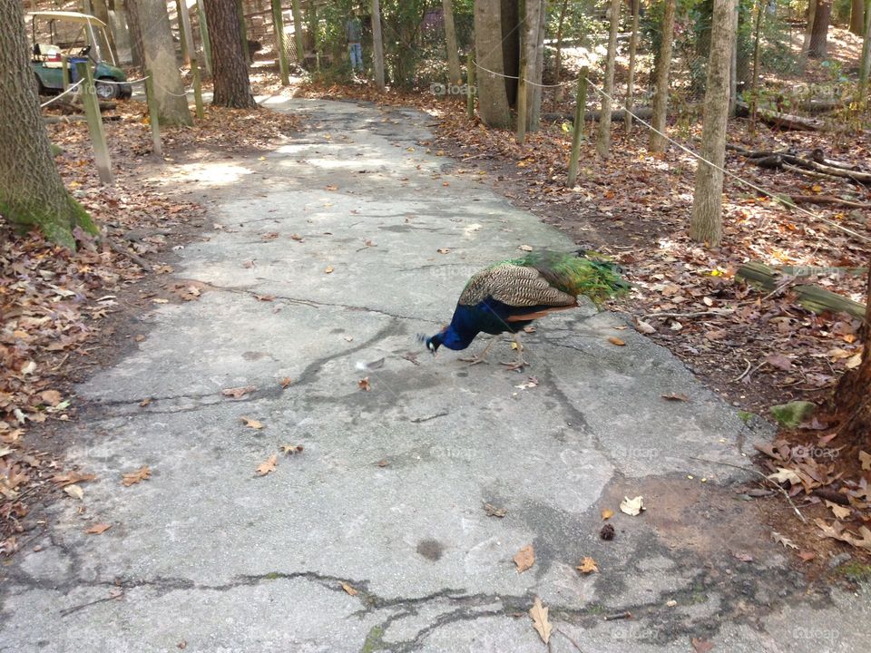 Peacock eating off path.