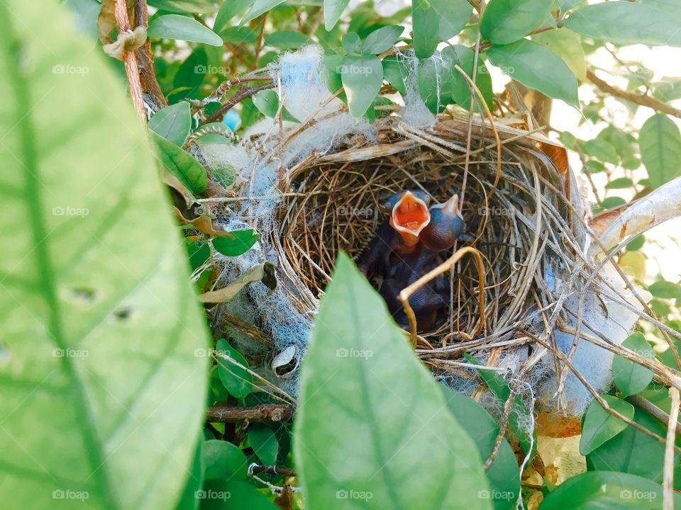 Hungry Bird