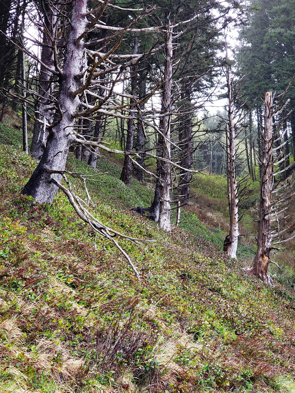 Dead spruce trees on a steep coastal hill provoke an eerie feel in a light fog. 