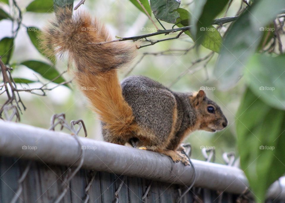 Squirrel 