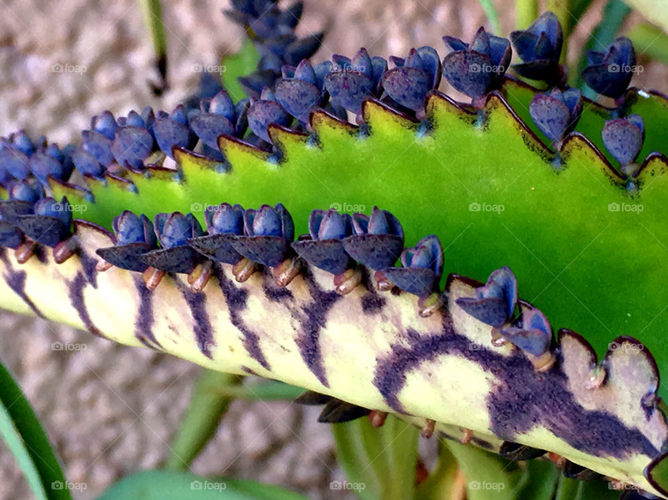 Blooming succulents