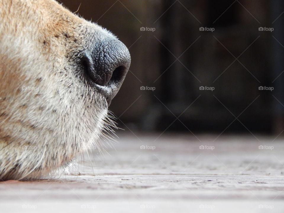 Macro shot dog's nose