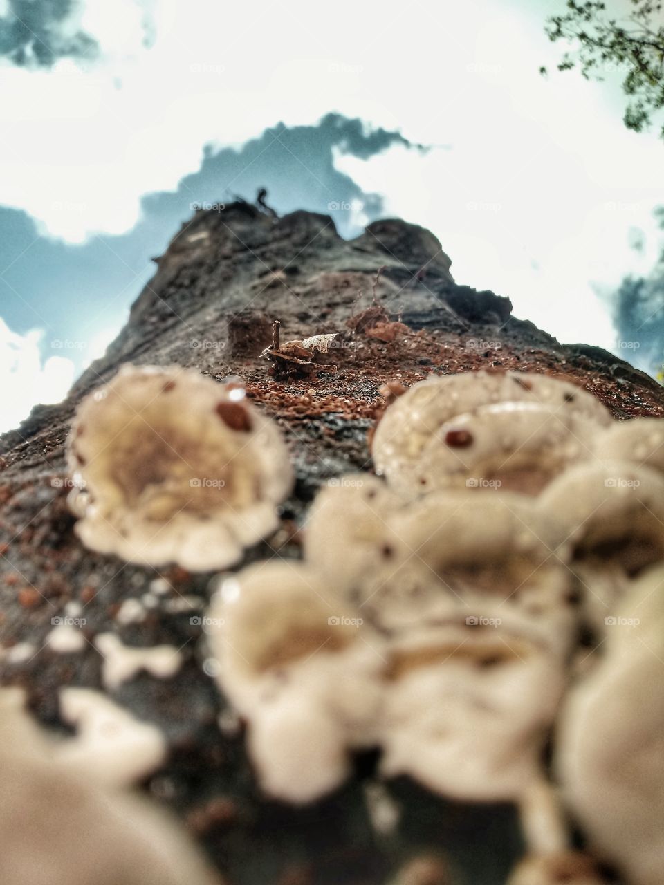 sky and fungi