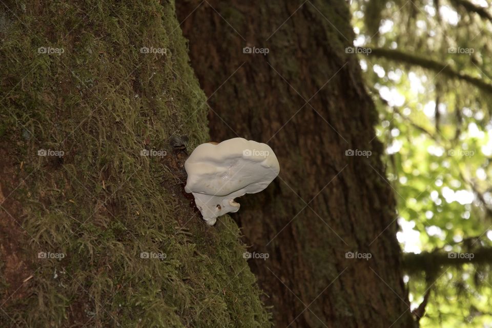 White tree fungus