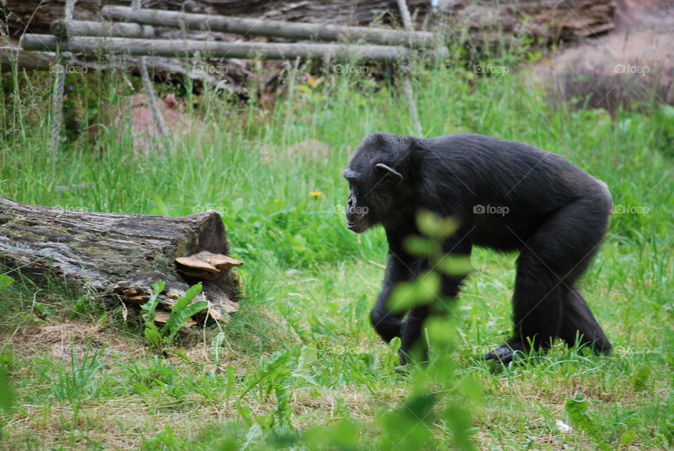 Primate at Furuvik Zoo