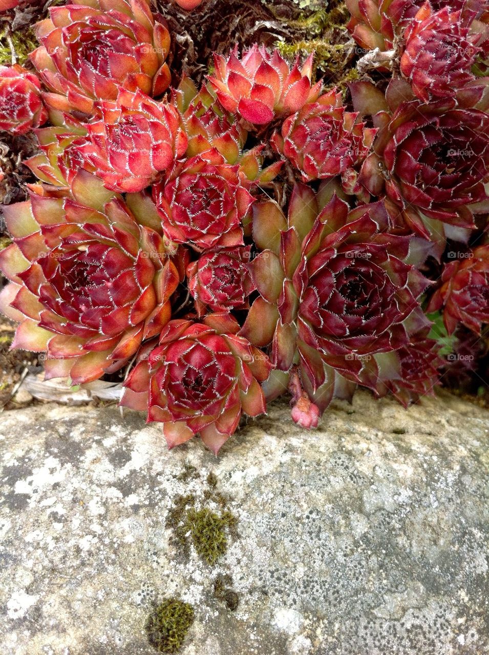 Red stonecrop plants in rock garden.